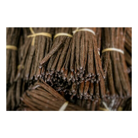 20 Gourmet - Bourbon - Extract Grade A - Vanilla Beans from Madagascar ( 6"+) Thumb {10}