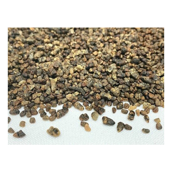 Cardamom Seeds - Whole Black Decorticated Shelled (No Shells) Excellent Quality image {2}