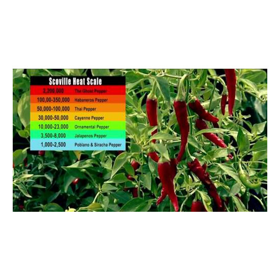 Bulk 3 lb CAYENNE PEPPER - No Additives - #1 Spice - 25K Heat Index image {2}