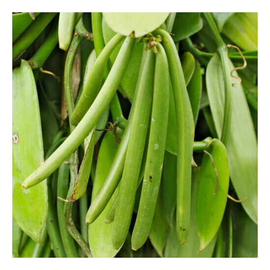  Heart & Harvest 20 Madagascar Extract Grade A Bourbon Vanilla Beans 4" to 5" Thumb {6}